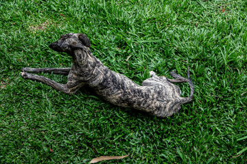 Whippet greyhound dog. Whippet greyhound