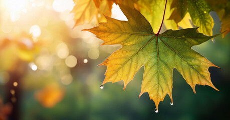 Jesienne tło, zwisające liście klonu, tapeta 