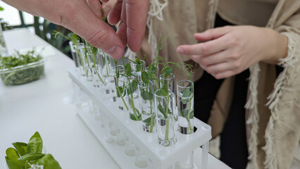 hand puts a green plant into a glass laboratory test tube with water