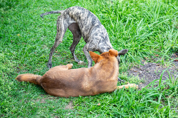 Whippet greyhound dog. Whippet greyhound