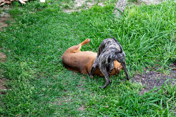 Whippet greyhound dog. Whippet greyhound