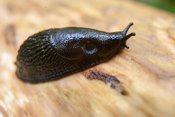 Black Slug on Downed Tree