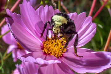 Bumblebee on Cosmos Flower