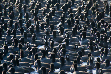 Coots in a Raft