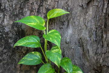 The golden pothos plant (Epipremnum Aurum) is a semi-epiphytic climbing plant planted in the yard or in a pot. Branch cuttings can survive for quite a long time if the base is dipped in water.