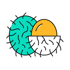 rambutans fruit line icon vector. rambutans fruit sign. isolated symbol illustration