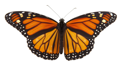 A monarch butterfly with orange and black wings with white spots, isolated on a black background. Generative ai