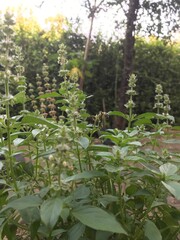 Fresh Ocimum africanum (Kemangi) Herb Plant with Fragrant Green Leaves and Small Flowers. Aromatic Edible Basil for Cooking, Popular in Southeast Asian Cuisine. Traditional Dishes