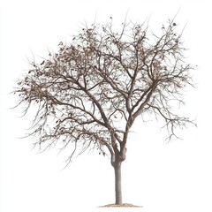 Obraz premium Bare Tree Silhouette Against White Background