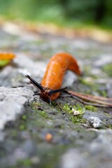European red slug (arion rufus) crawling on gravel road