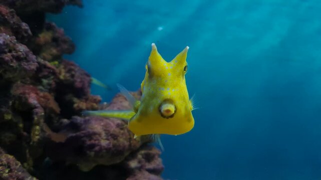 Lactoria cornuta swims in beautiful blue water among the reefs