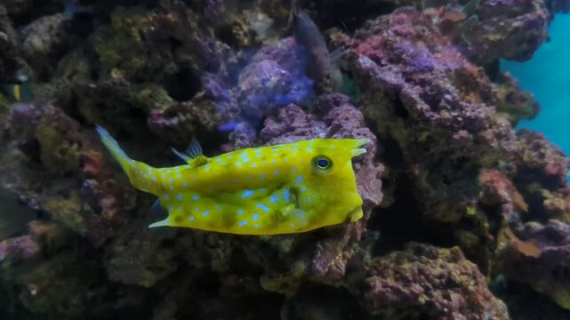 Lactoria cornuta swims in beautiful blue water among the reefs