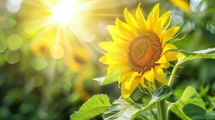 Fototapeta premium Bright Sunflower in Radiant Light