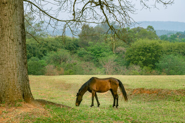 Um cavalo pastando na tranquilidade do entardecer em  um dia de primavera.