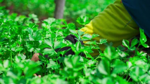 Slow motion video of a farmer harvesting coriander in an organic veggie garden