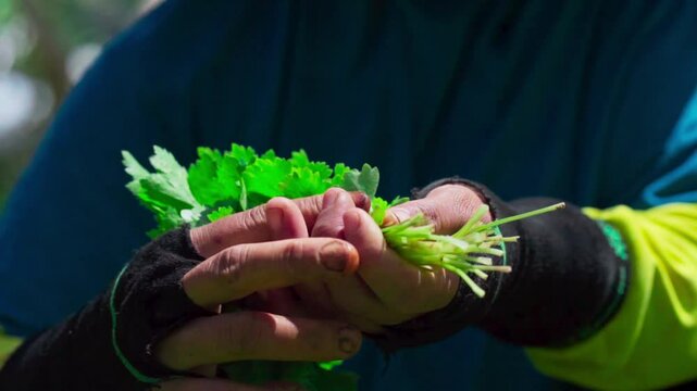 Slow motion video of a farmer harvesting coriander in an organic veggie garden