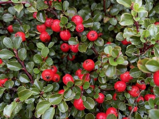 Cotoneaster, Shrub, glossy leaves, berries, fall color