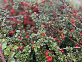 Cotoneaster, Shrub, glossy leaves, berries, fall color