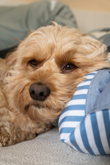 Cute Cockapoo, Cockapoo Sleeping, Sleepy Dog, Dog Sleeping, Dog on the Bed, Poodle Sleeping, Golden Doodle, Veterinary Photo, Dog Photo, Doggy Daycare, Pet Sleeping Photo