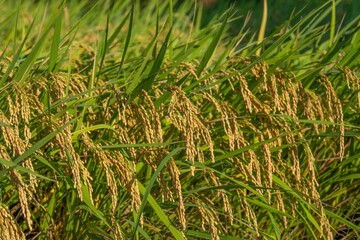豊作の稲穂のクローズアップシーン