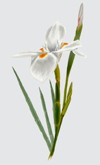 Iris, flower, bud, iris bud, iris leaves, composition, flower arrangement, illustration, drawing, dry technique, colored pencils, pastel