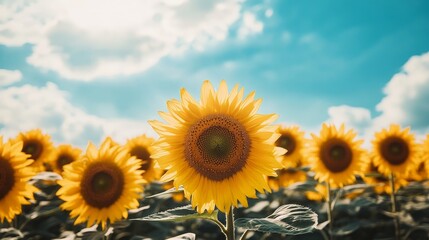 Obraz premium Motivational quote set against a field of vibrant sunflowers under a bright blue sky, symbolizing positivity and warmth.
