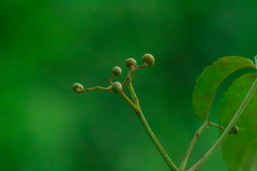 Photo of seeds found on the island of Kalimantan, where these seeds are often used as toys by Kalimantan children to play with friends.