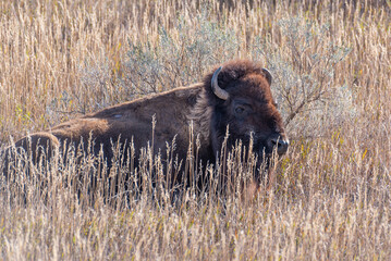 Large bison lying in tall grass in national park