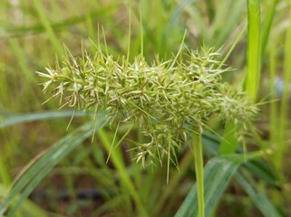bush plant flowers with blur background, green flower wallpaper