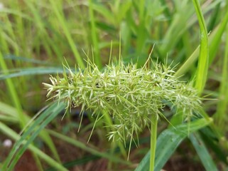bush plant flowers with blur background, green flower wallpaper