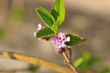Lippia alba plant flower that provides a very tasty tea	
