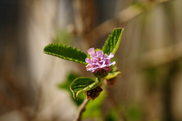 Lippia alba plant flower that provides a very tasty tea	
