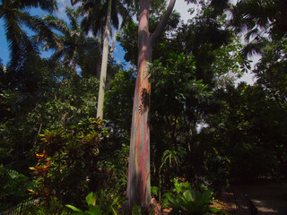 footage of the multicolored tree bark of a rainbow eucalyptus tree
