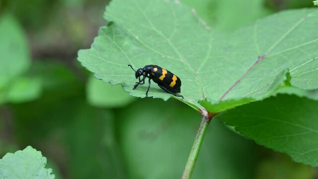 Hycleus Beetle insect is sitting on okra leaves. It &nbsp;is a genus of&nbsp;blister beetle&nbsp;belonging to the&nbsp;Meloidae&nbsp;family found in Africa and Asia. Hycleus polymorphus. They eat all types of flowers.