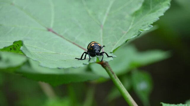 Hycleus Beetle insect is sitting on okra leaves. It &nbsp;is a genus of&nbsp;blister beetle&nbsp;belonging to the&nbsp;Meloidae&nbsp;family found in Africa and Asia. Hycleus polymorphus. They eat all types of flowers.