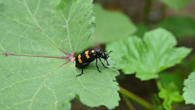 Hycleus Beetle insect is sitting on okra leaves. It &nbsp;is a genus of&nbsp;blister beetle&nbsp;belonging to the&nbsp;Meloidae&nbsp;family found in Africa and Asia. Hycleus polymorphus. They eat all types of flowers.