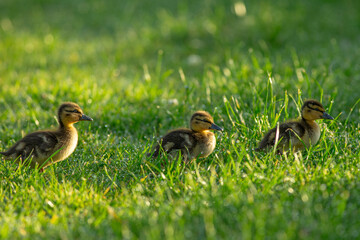 ducklings on grass
