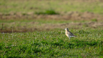New Zealand dotterel