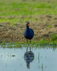 Australasian swamphen in the swamp