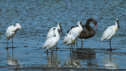 Royal Spoonbill