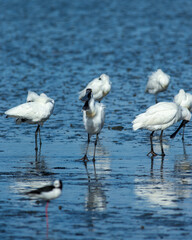 Obraz premium Royal Spoonbill