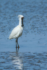 Royal Spoonbill