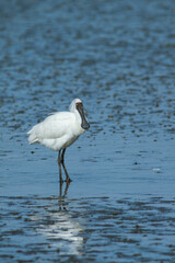 Royal Spoonbill