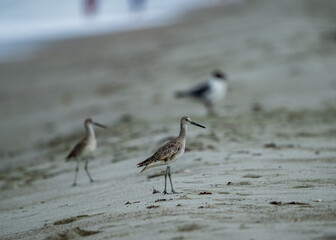 birds on the beach