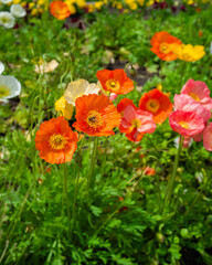 red and yellow flowers