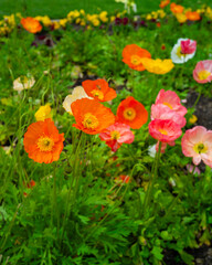 red and yellow flowers