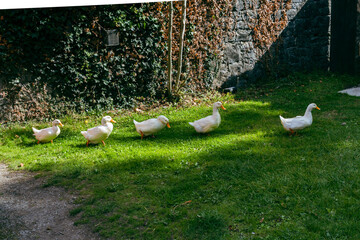 Five white ducks walk on grass beside a stone wall, with sunlight casting shadows. The scene is peaceful and charming.