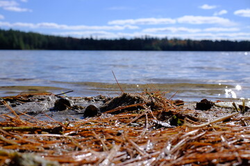 snails and mud on the lake