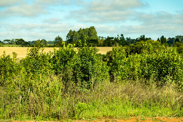 Obraz premium Native mate herb Ilex paraguariensis planted in an organic and sustainable system