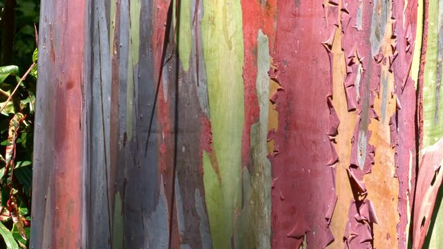 footage of the multicolored tree bark of a rainbow eucalyptus tree
